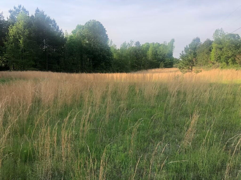 Foxfire Ranch, Waterford, MS — open fields around the ranch